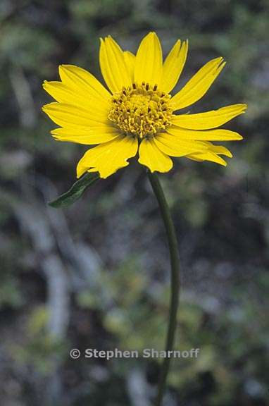 helianthella californica var nevadensis 5 graphic